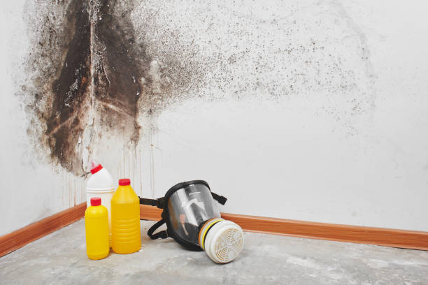 Best Mold Remediation  in Radium Springs, NM