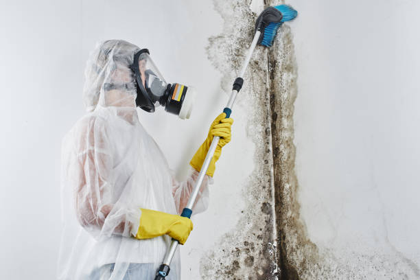 Mold Removal Process in Radium Springs, NM
