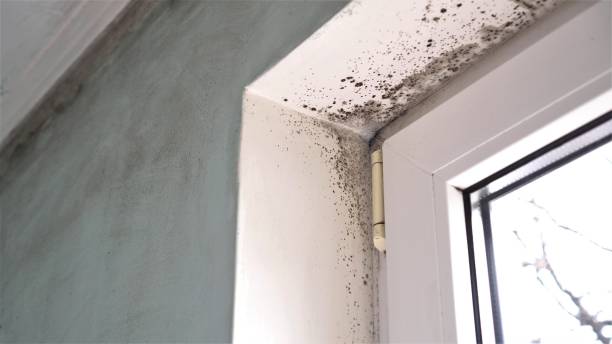 Mold Removal and Inspection in Radium Springs, NM