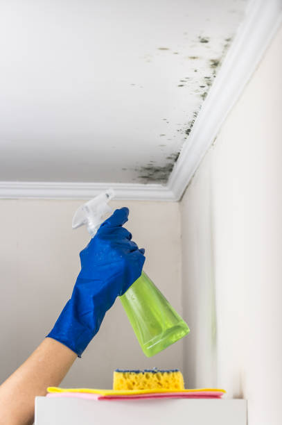 Best Certified Mold Removal  in Radium Springs, NM