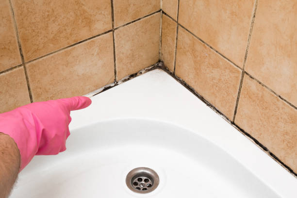 Best Mold Removal and Inspection  in Radium Springs, NM