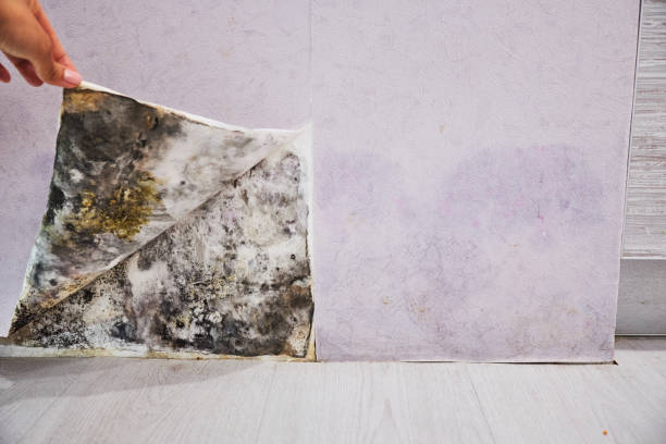 Best Home Mold Removal  in Radium Springs, NM